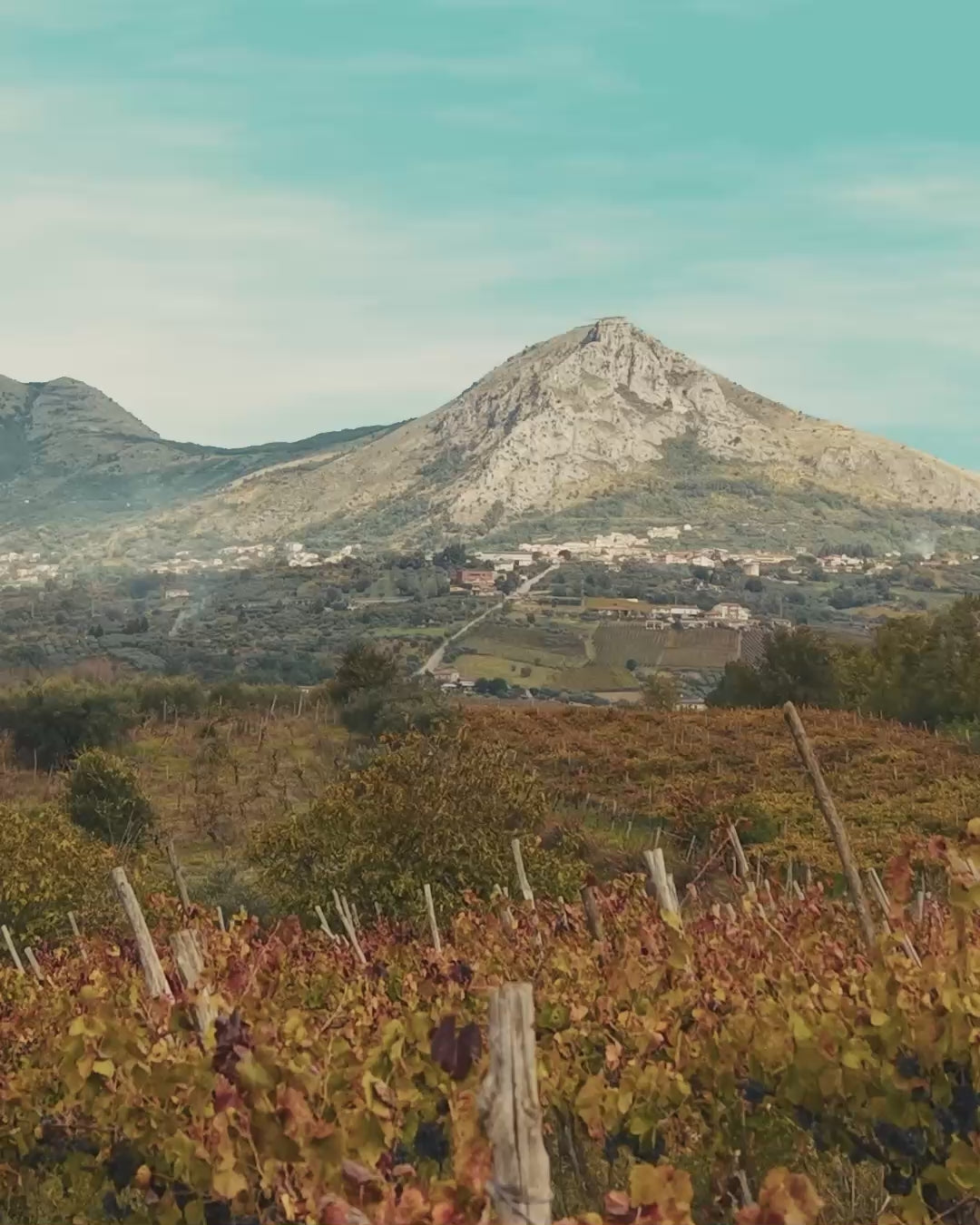 Vide Bue Apis - Cantina del Taburno